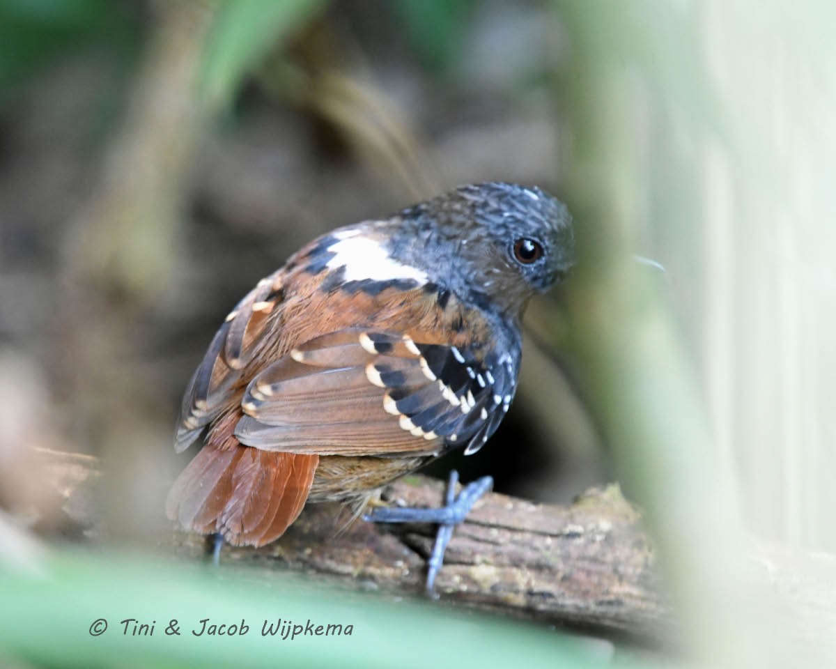 Chestnut-tailed Antbird - Tini & Jacob Wijpkema