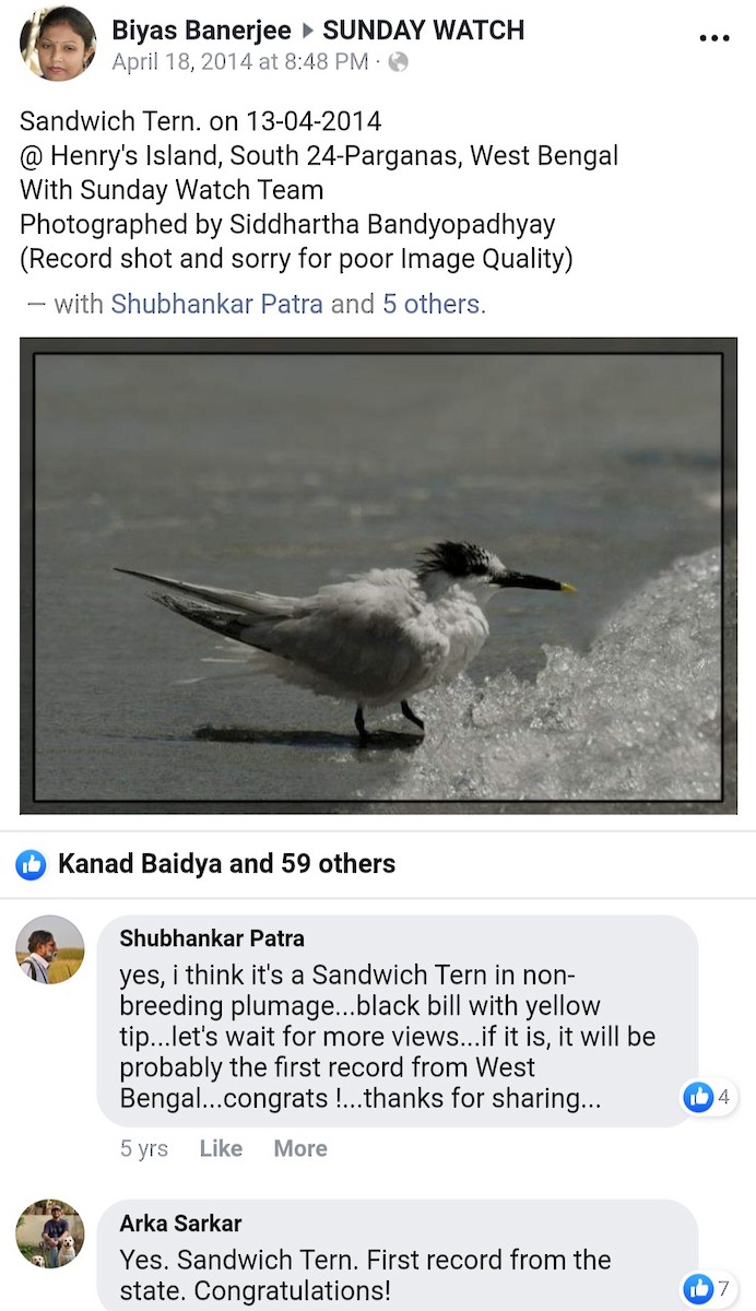 Sandwich Tern - Birdwatchers' Society of Bengal