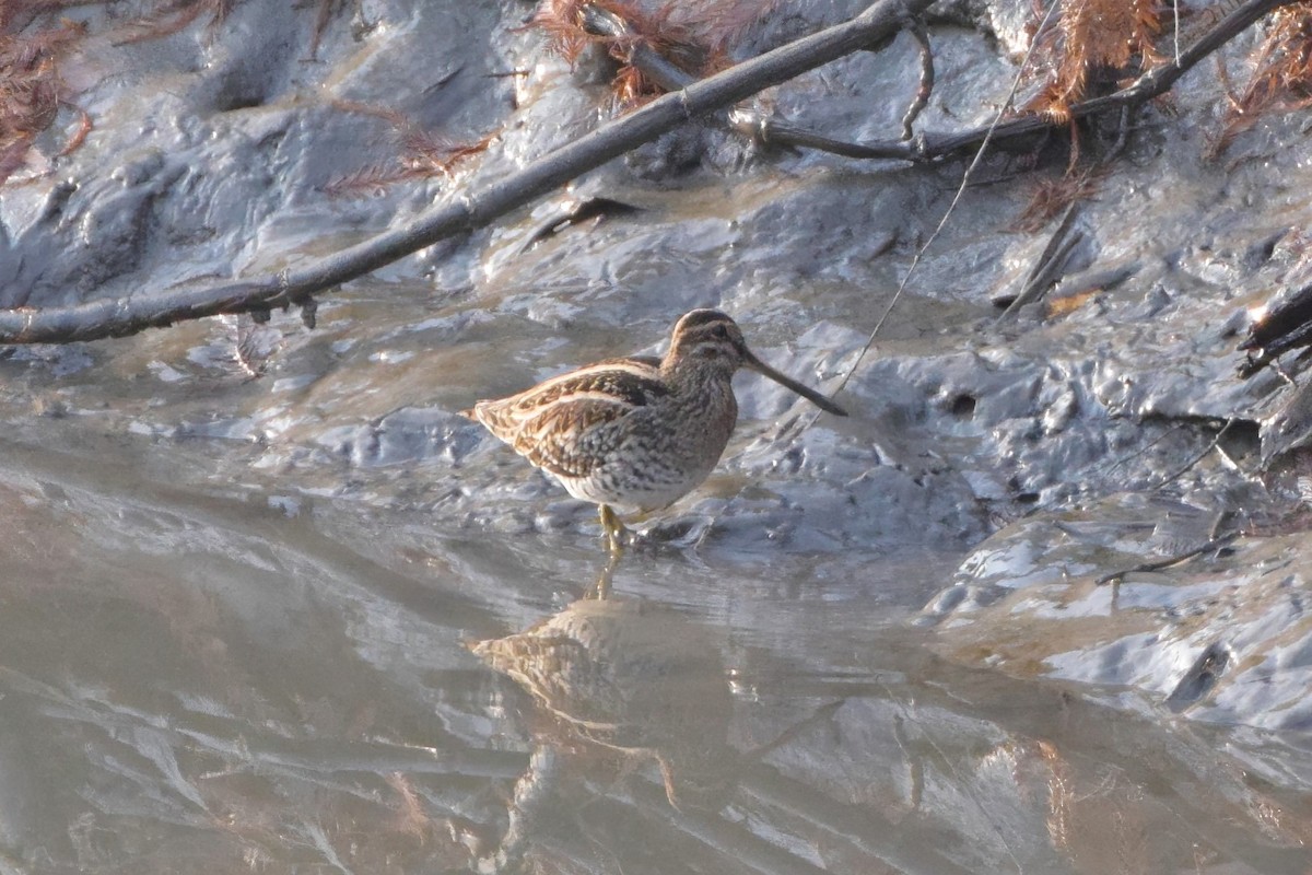 Common Snipe - Andy Zhang