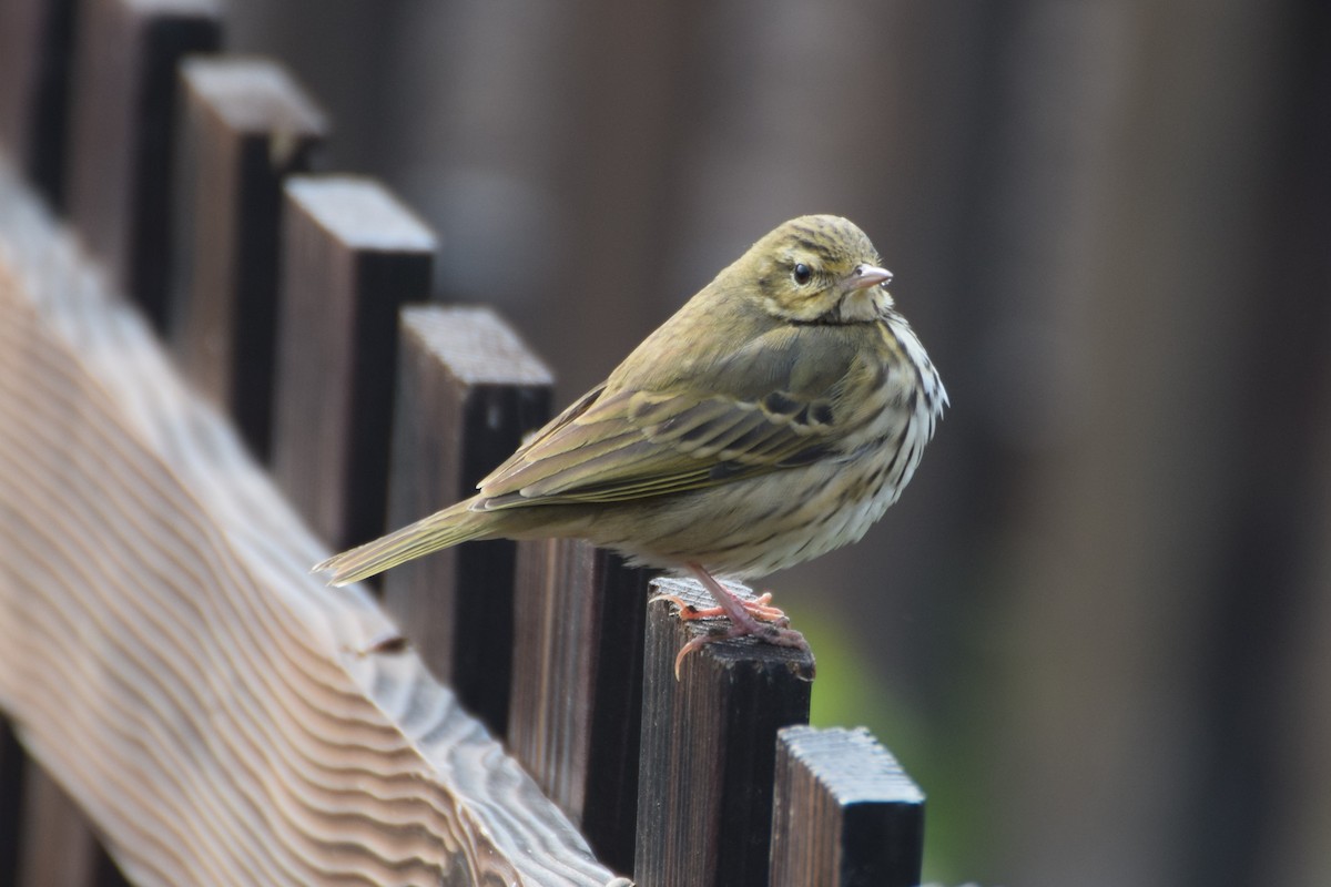 Olive-backed Pipit - ML178327181
