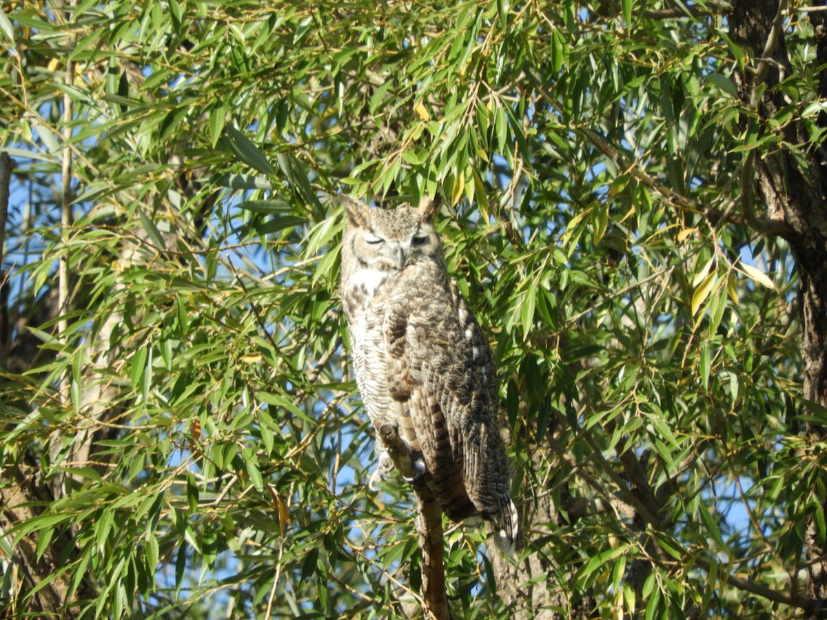 Great Horned Owl - ML178334011