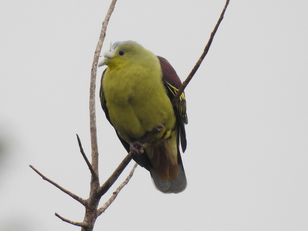 Gray-fronted Green-Pigeon - ML178336311