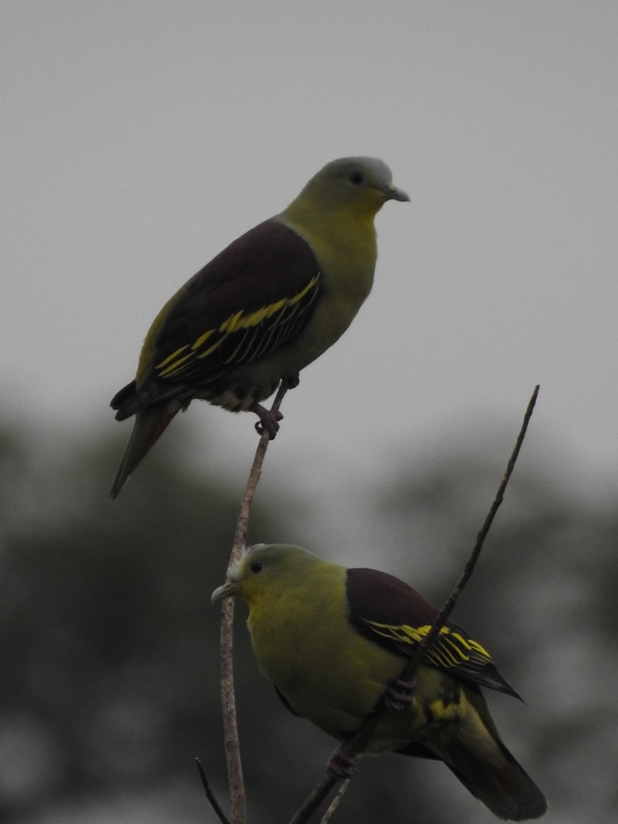Gray-fronted Green-Pigeon - ML178336331