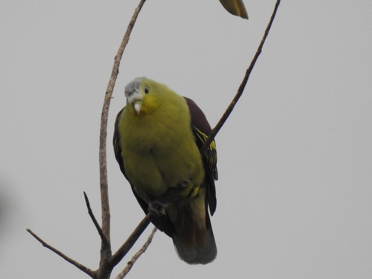 Gray-fronted Green-Pigeon - KARTHIKEYAN R