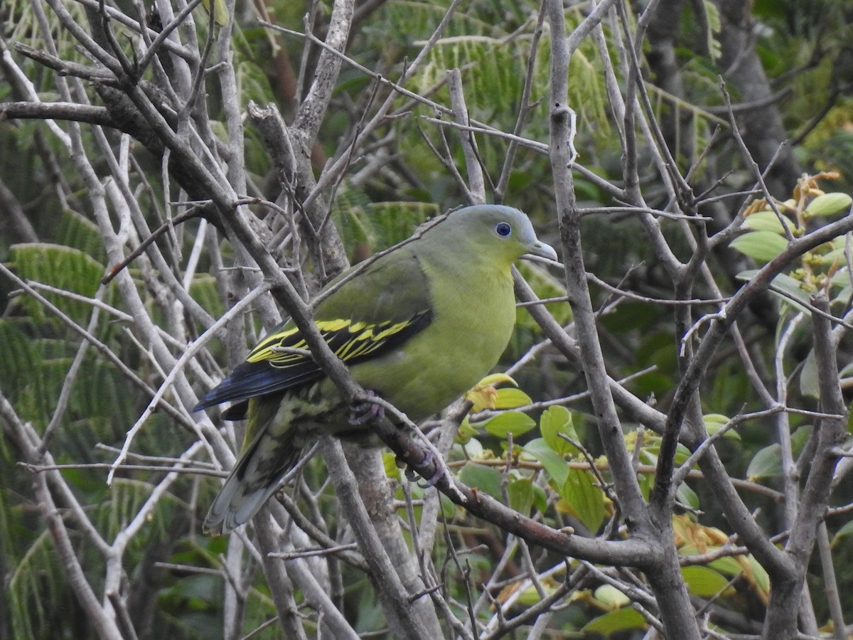Gray-fronted Green-Pigeon - ML178336801