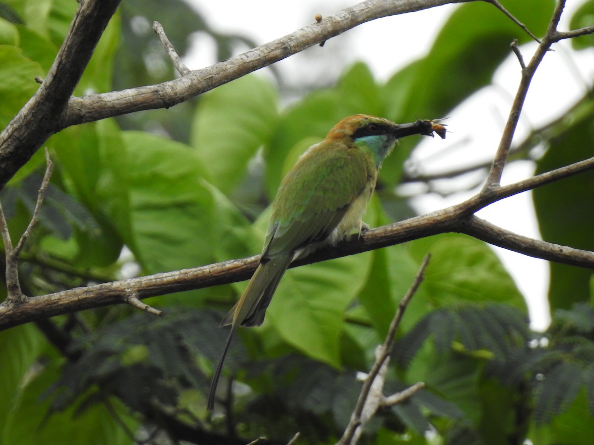Asian Green Bee-eater - KARTHIKEYAN R