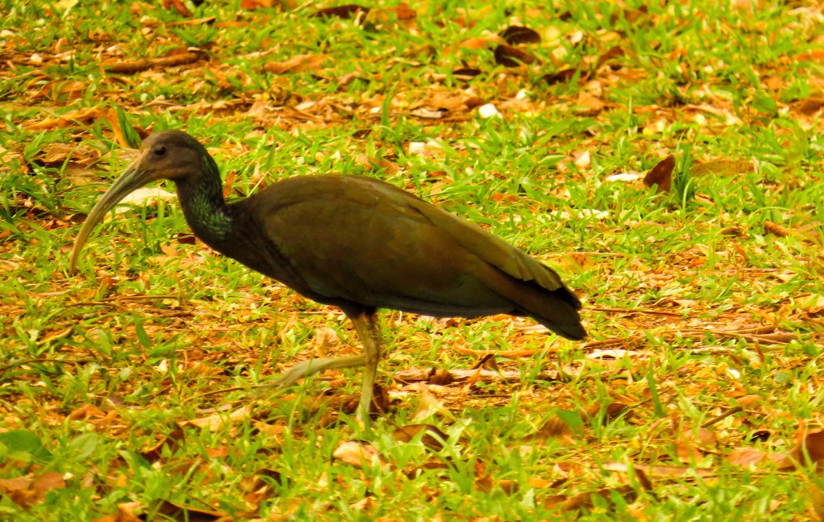 ibis zelený - ML178338481