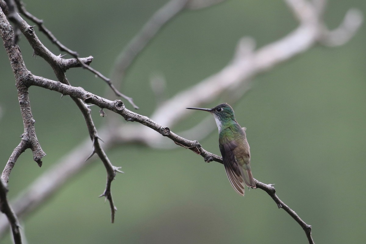 Azure-crowned Hummingbird - ML178341851