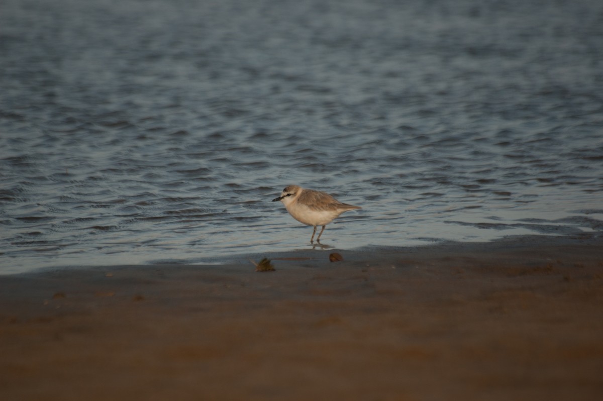 White-fronted Plover - ML178345721