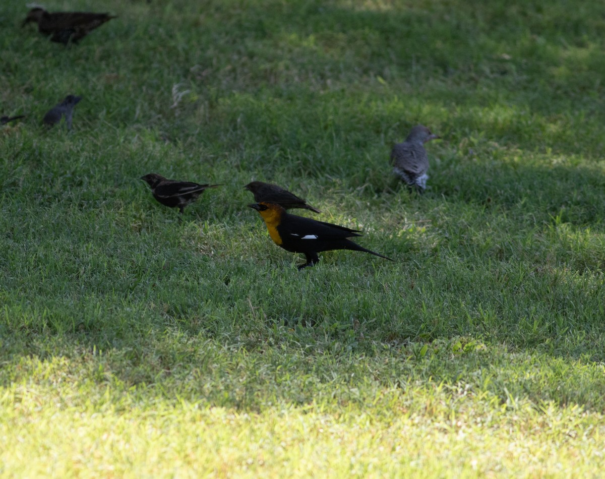 Yellow-headed Blackbird - ML178346211