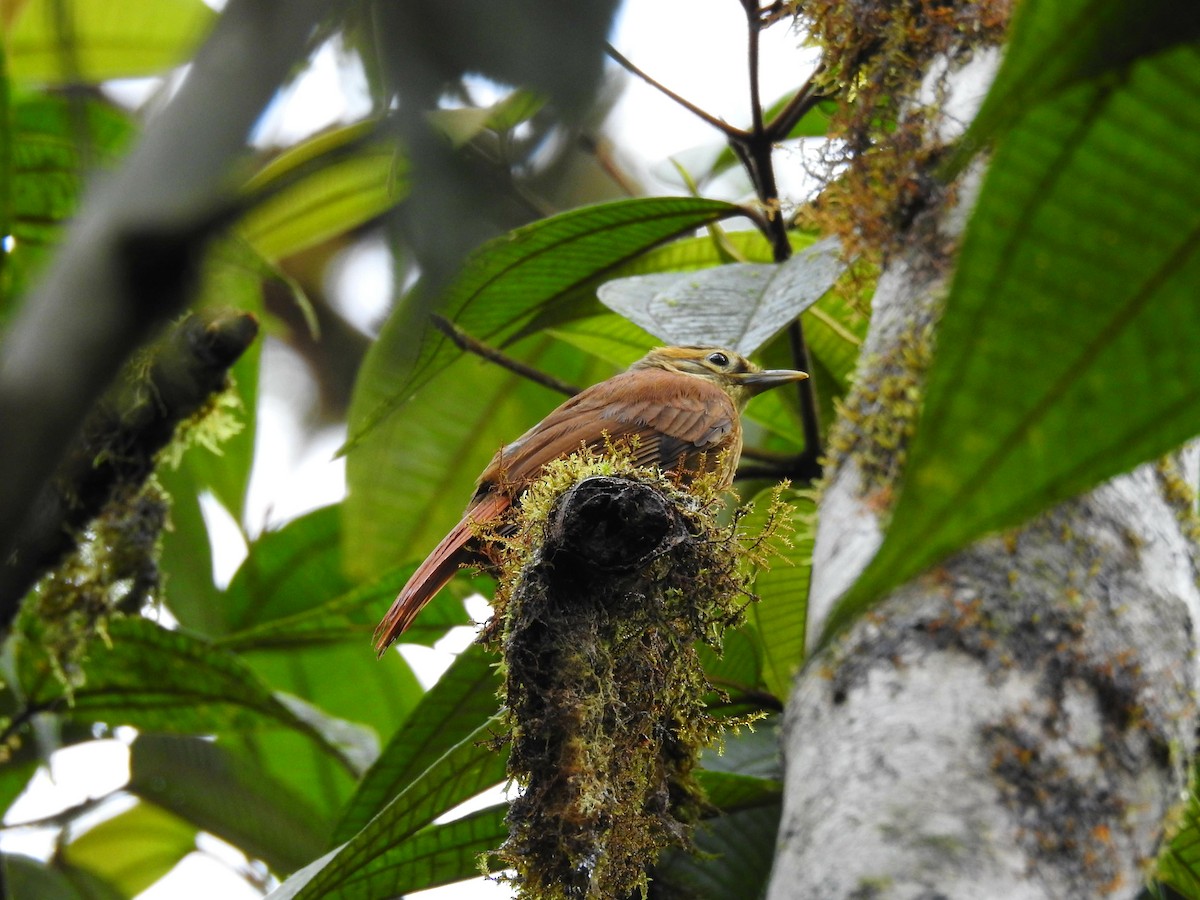 Scaly-throated Foliage-gleaner - Marcelo Quipo