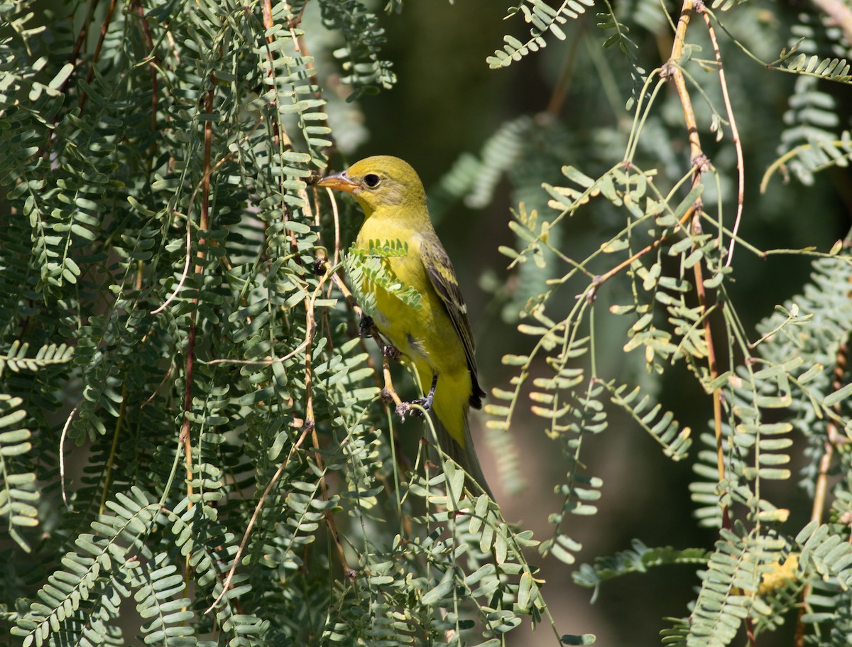 Western Tanager - James McKay