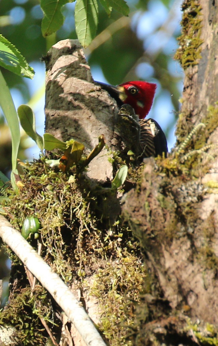Crimson-crested Woodpecker - ML178352471
