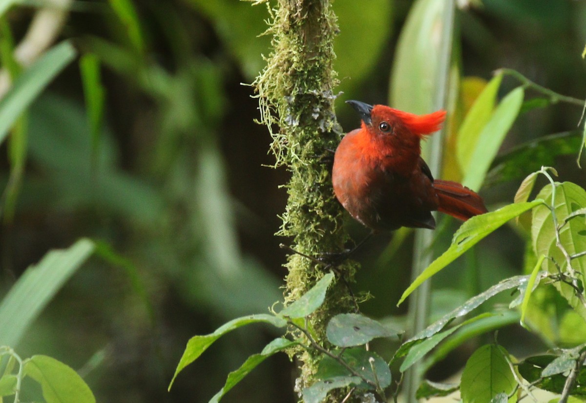 Crested Ant-Tanager - ML178352661