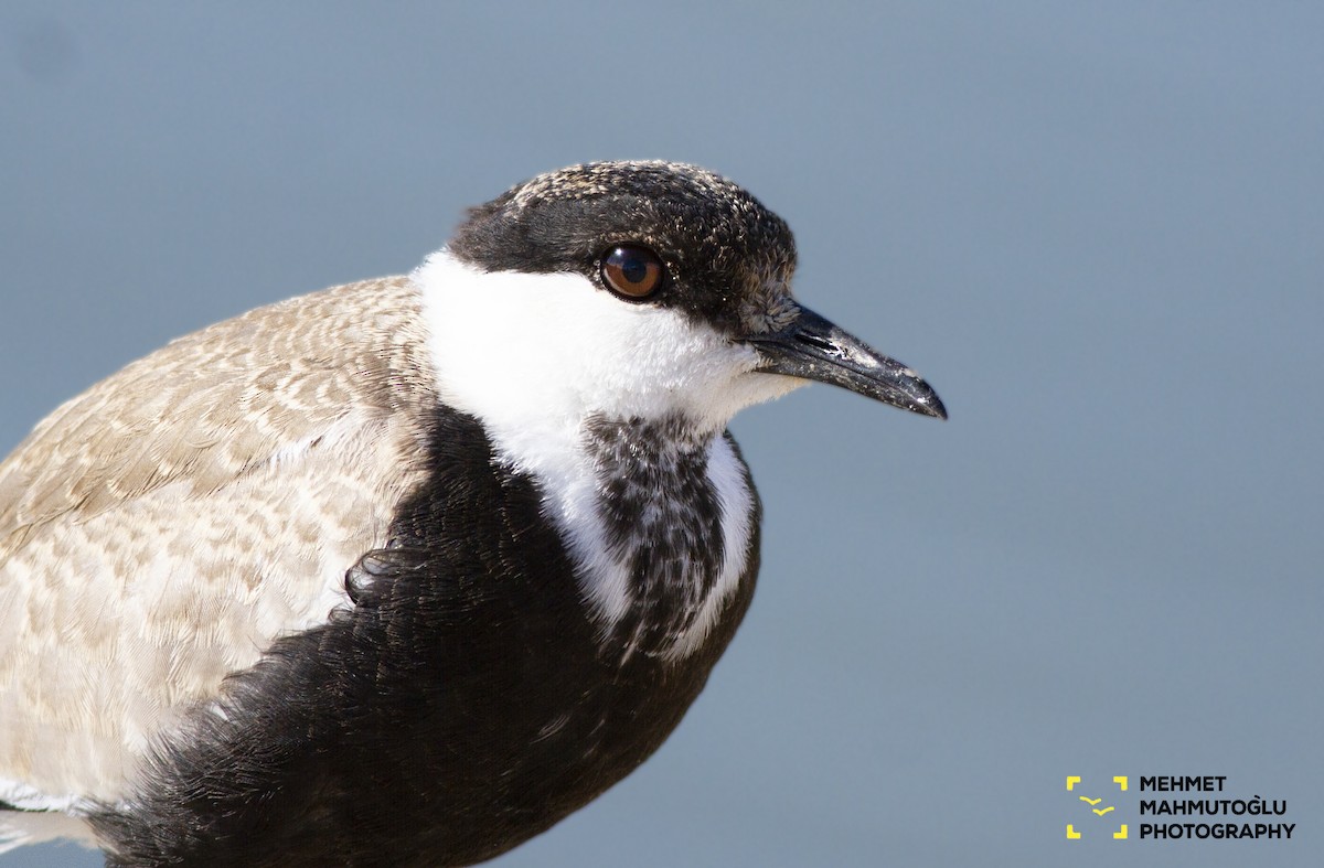 Spur-winged Lapwing - ML178354681