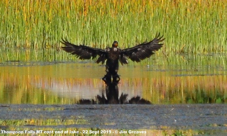 Double-crested Cormorant - Jim Greaves