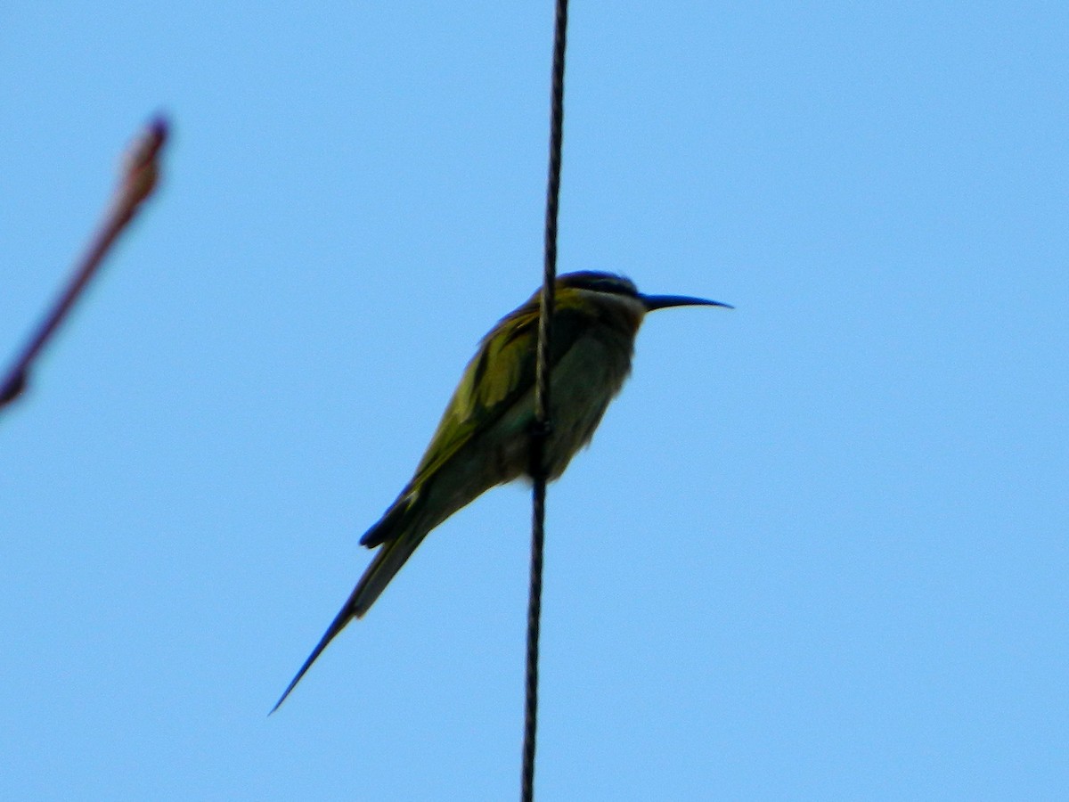 Madagascar Bee-eater - ML178357241
