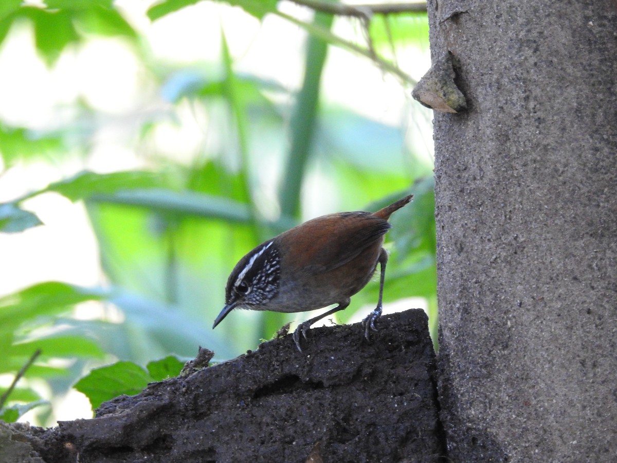 Gray-breasted Wood-Wren - Marcelo Quipo