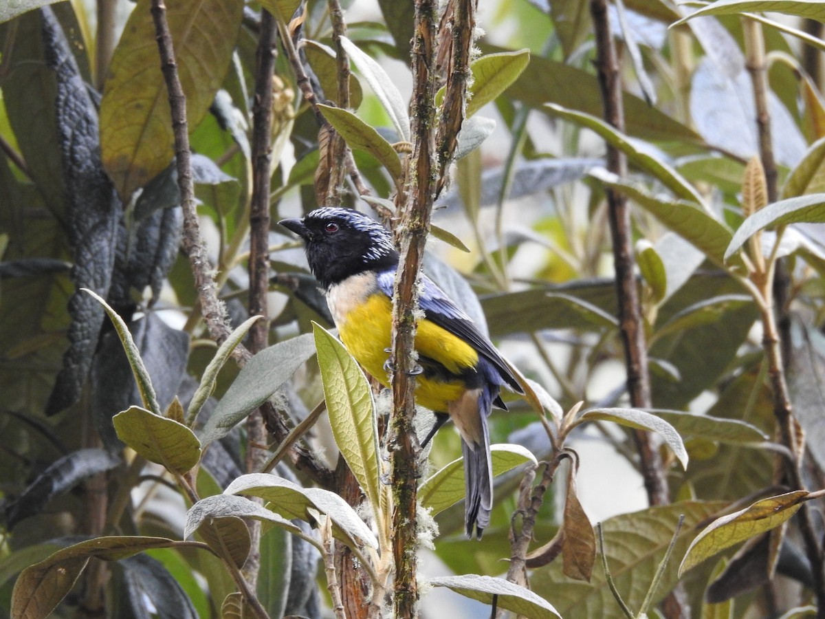 Buff-breasted Mountain Tanager - ML178358791