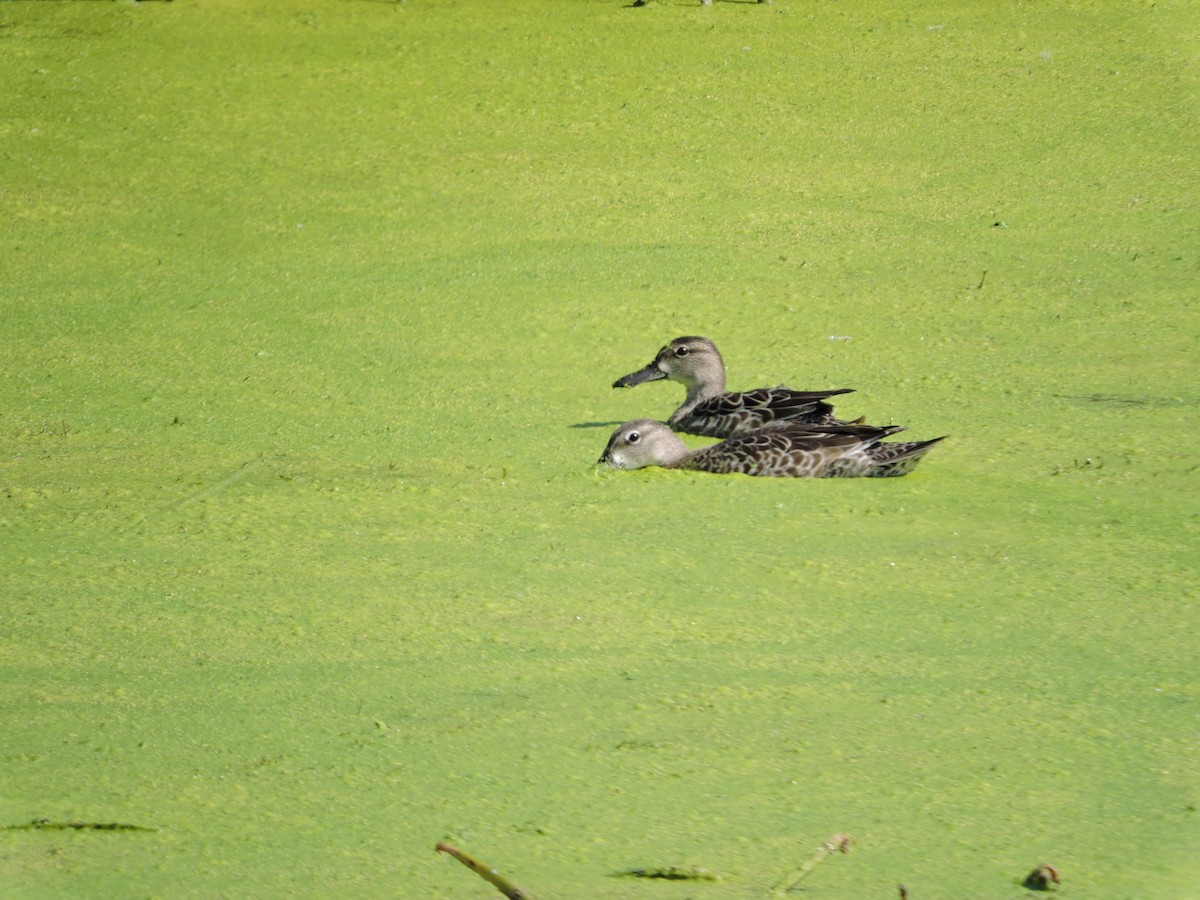 Blue-winged Teal - ML178362011