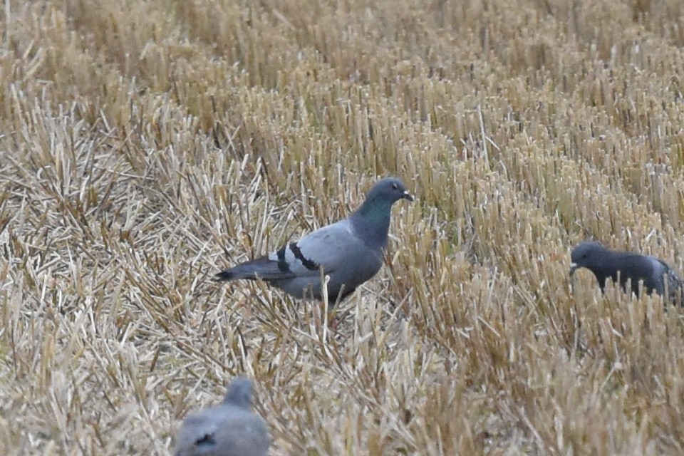 Pigeon biset (forme sauvage) - ML178362141