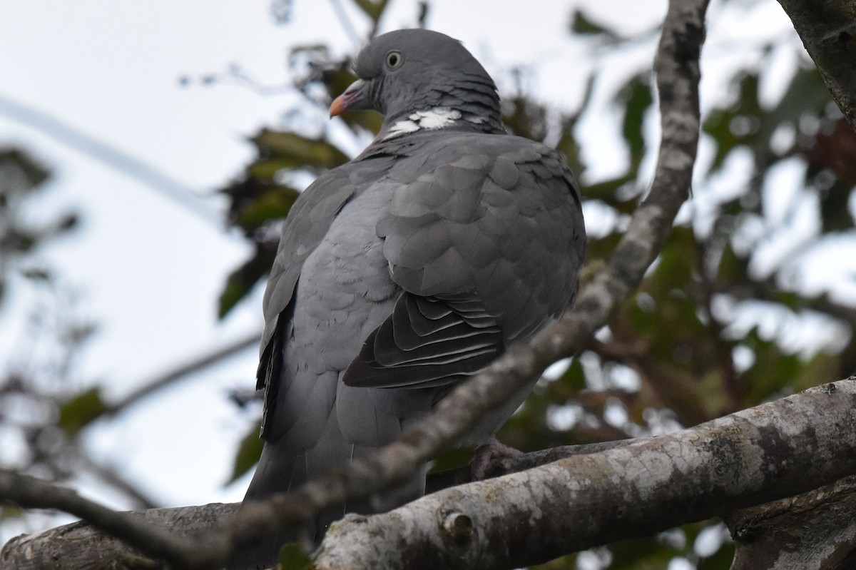 Common Wood-Pigeon - ML178362921