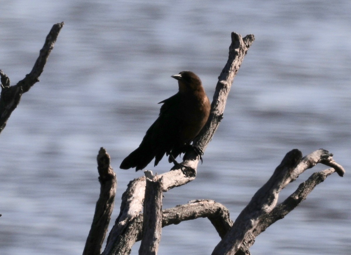 Boat-tailed Grackle - ML178364331