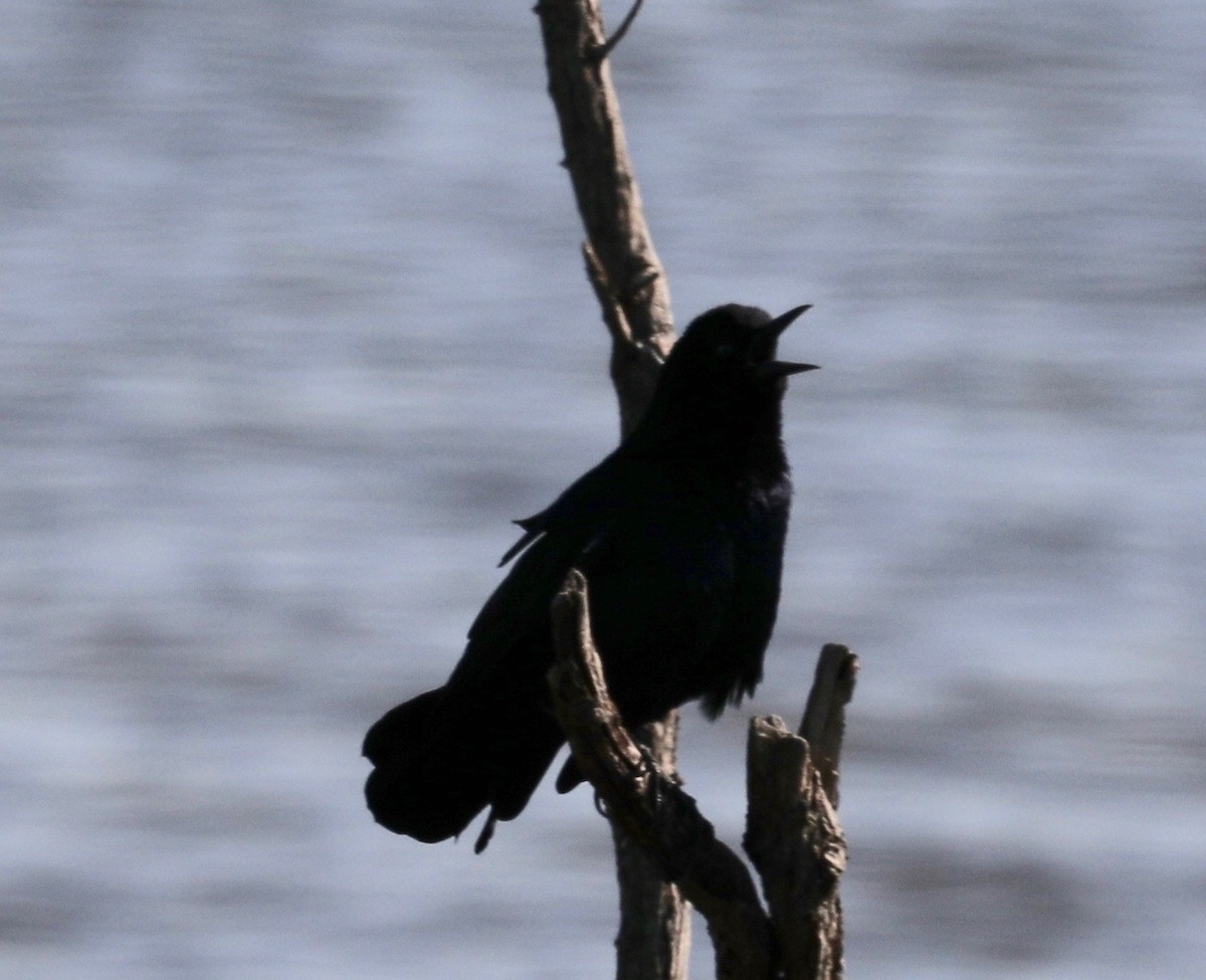 Boat-tailed Grackle - ML178364341