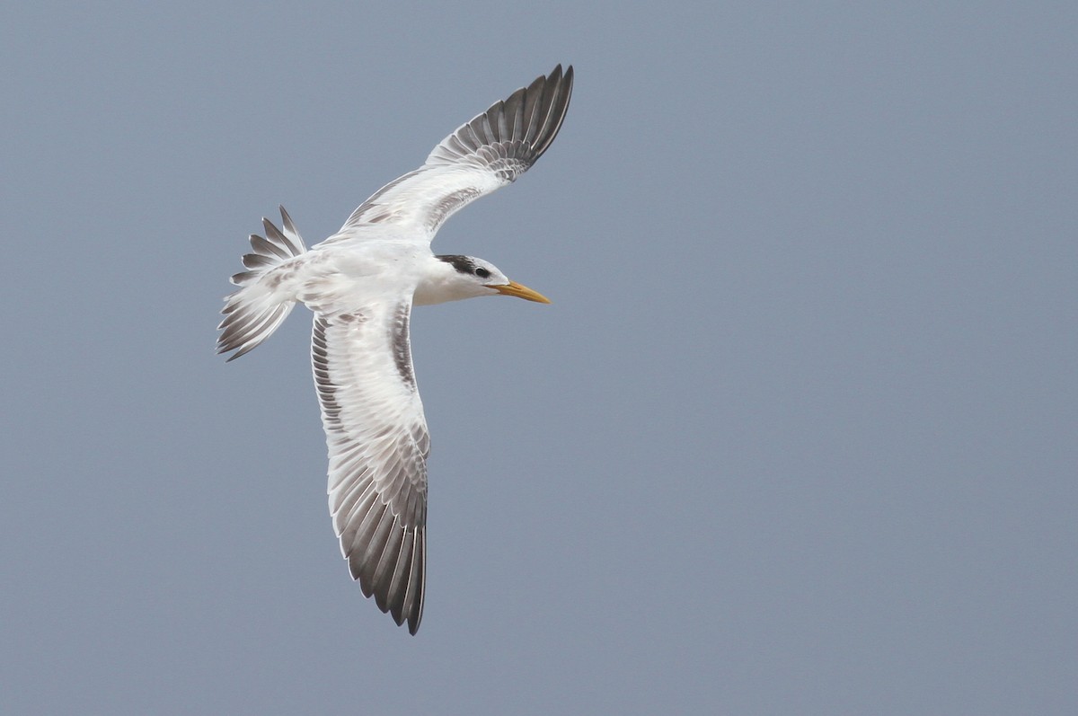 West African Crested Tern - Paul Dufour