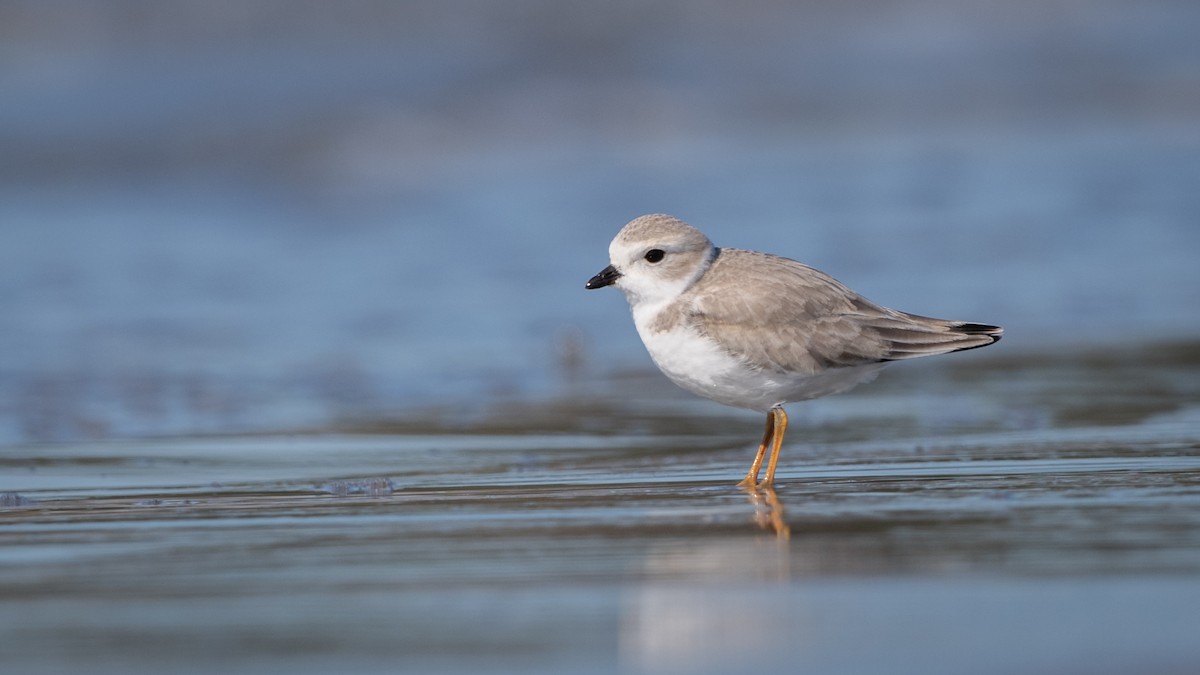 Piping Plover - ML178365201