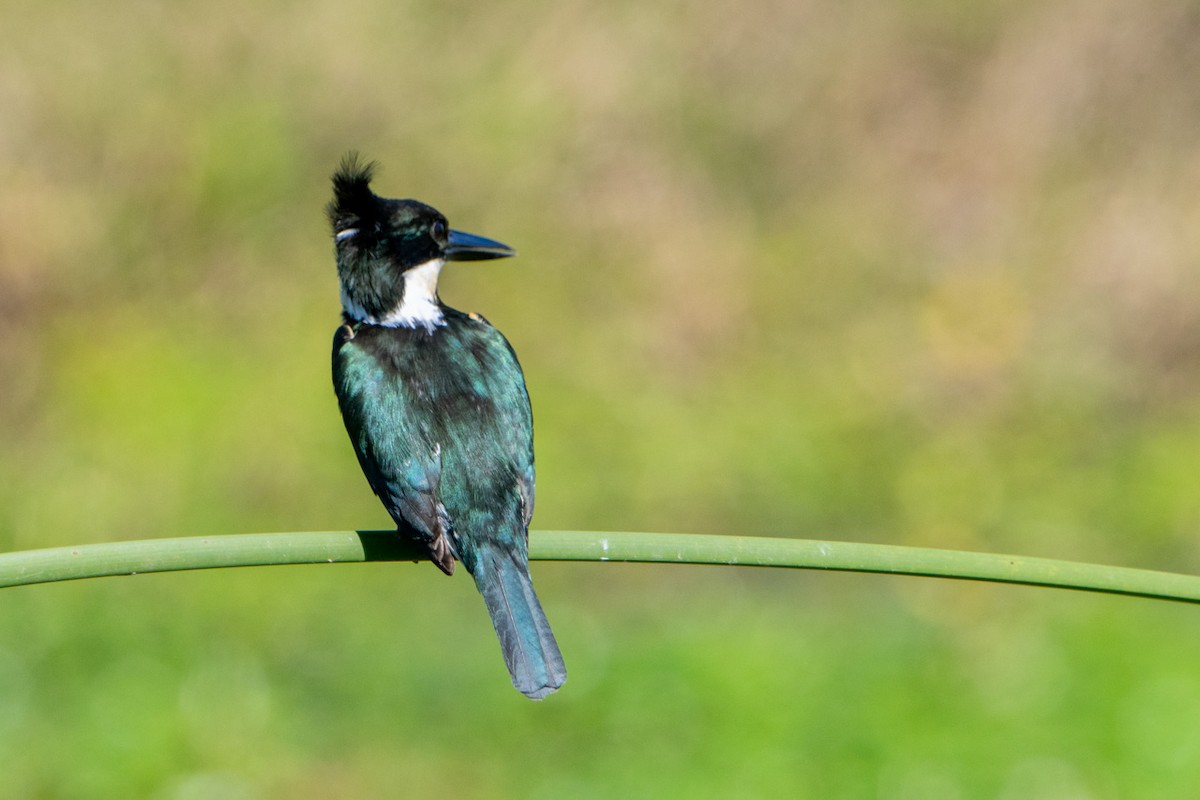 Green Kingfisher - Diego Kondratzky