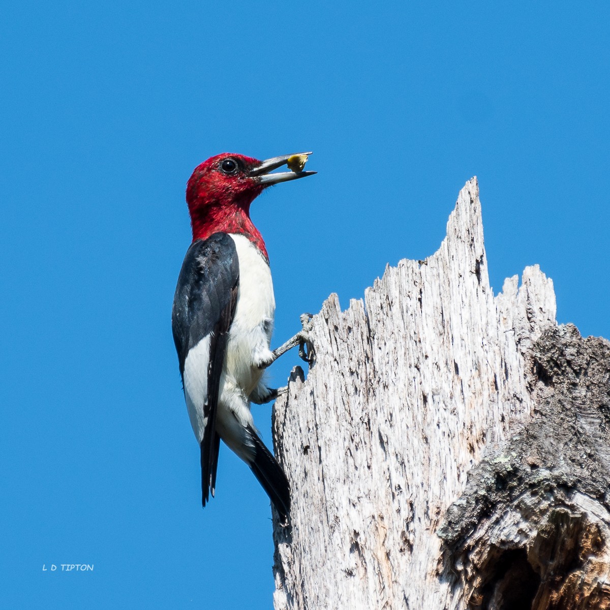 Red-headed Woodpecker - Larry D Tipton