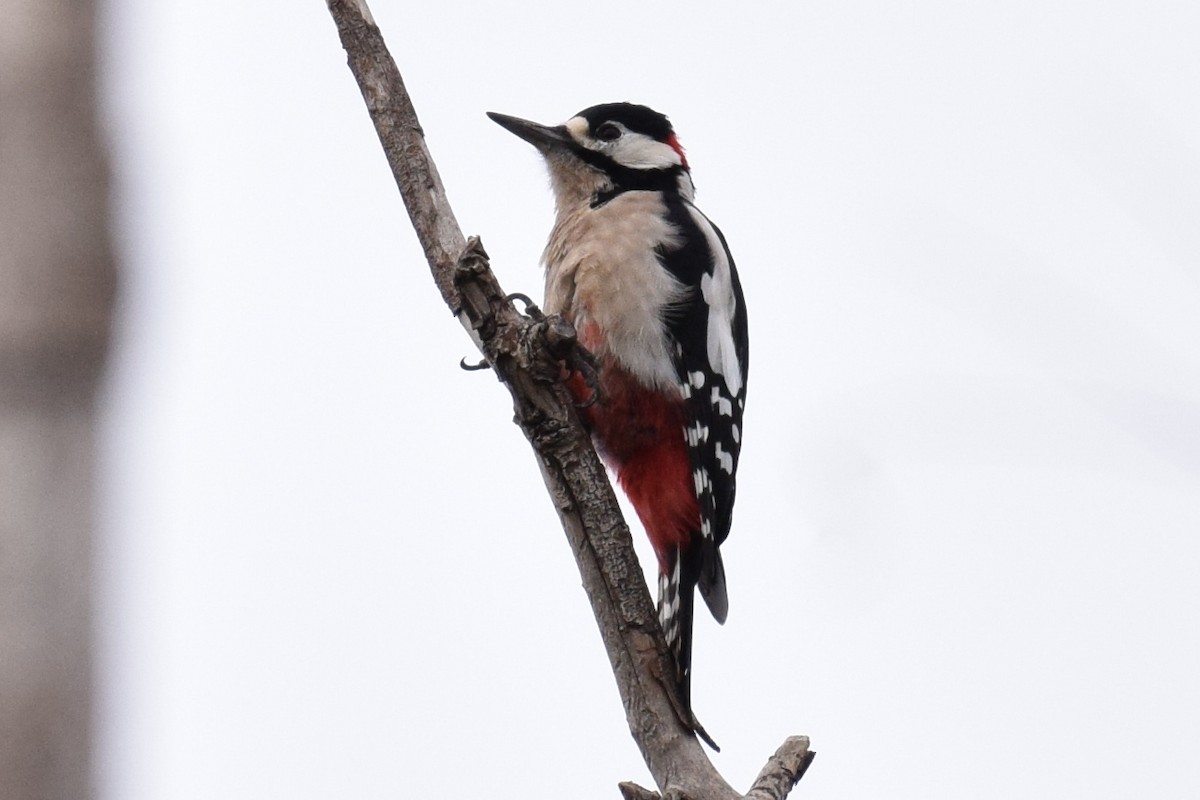 Great Spotted Woodpecker - Sergio López Martín