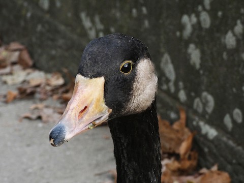 Canada Goose Branta canadensis Birds of the World
