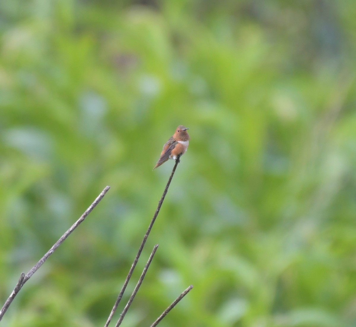 Rufous/Allen's Hummingbird - Paula Theobald