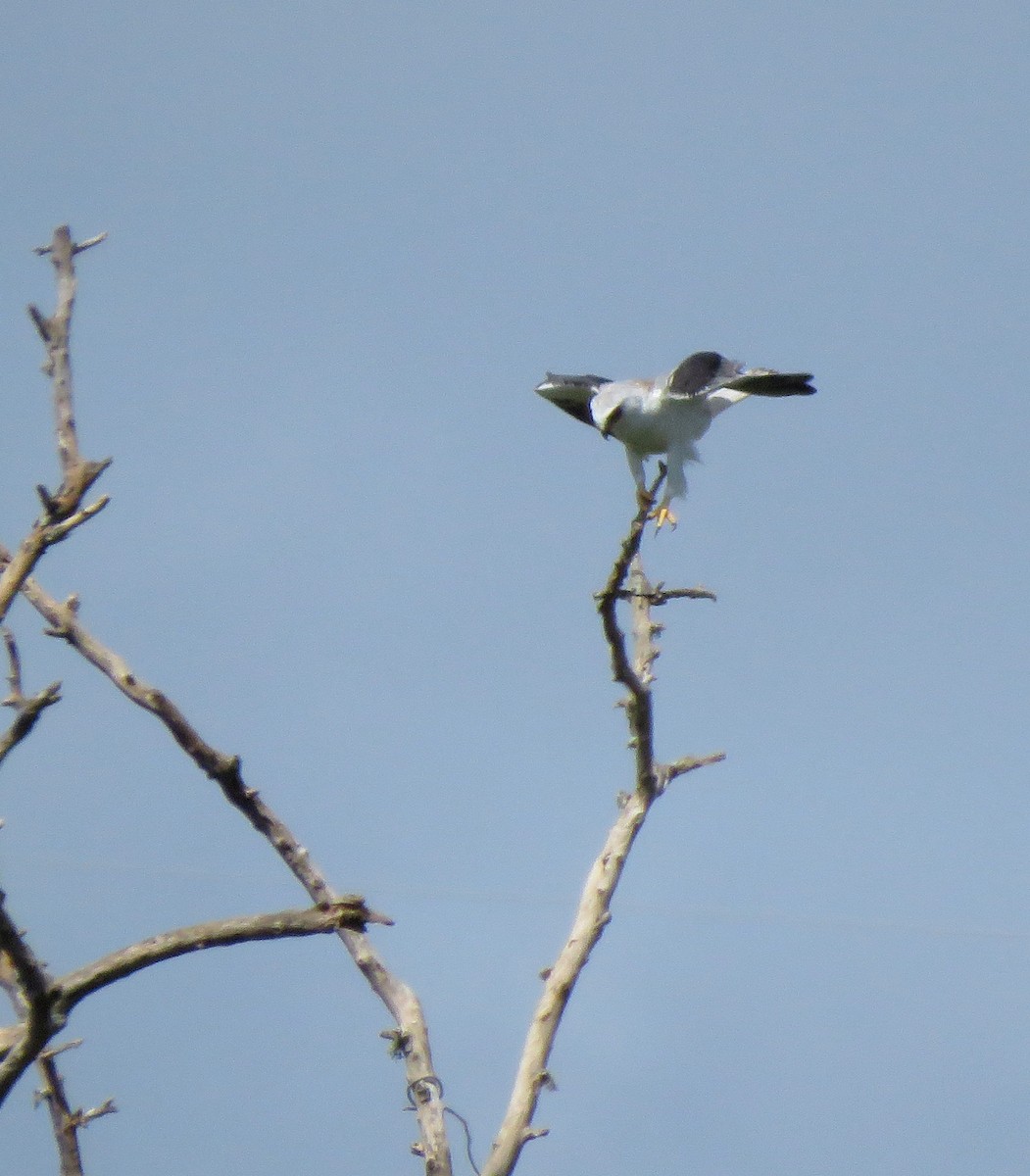 White-tailed Kite - ML178375961