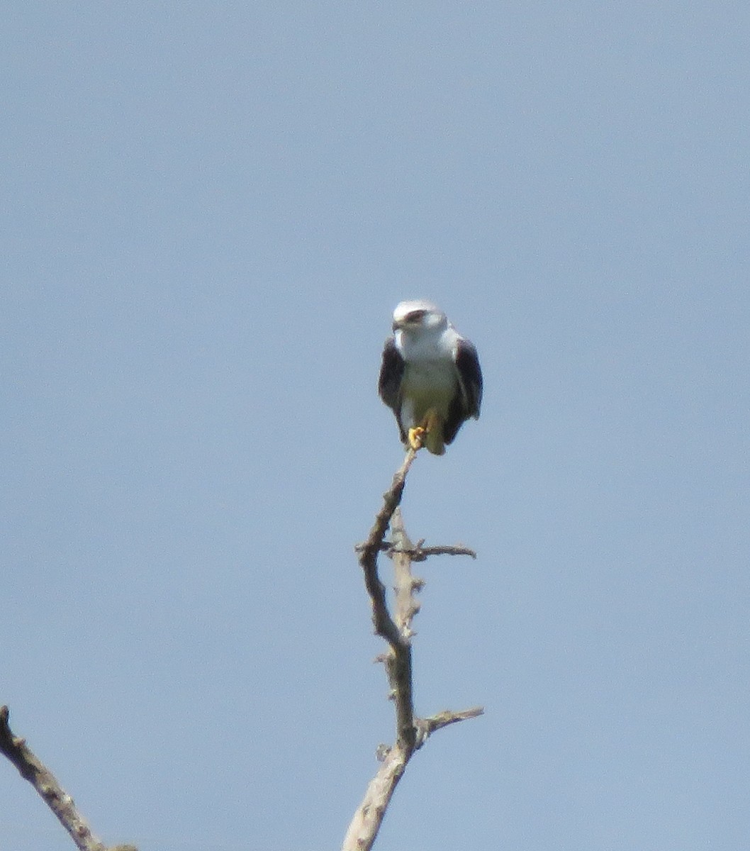 White-tailed Kite - ML178375971