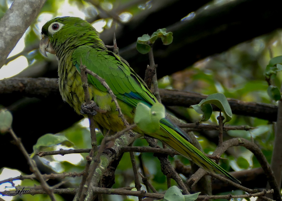 Olive-throated Parakeet - Gilberto Flores-Walter (Feathers Birding)