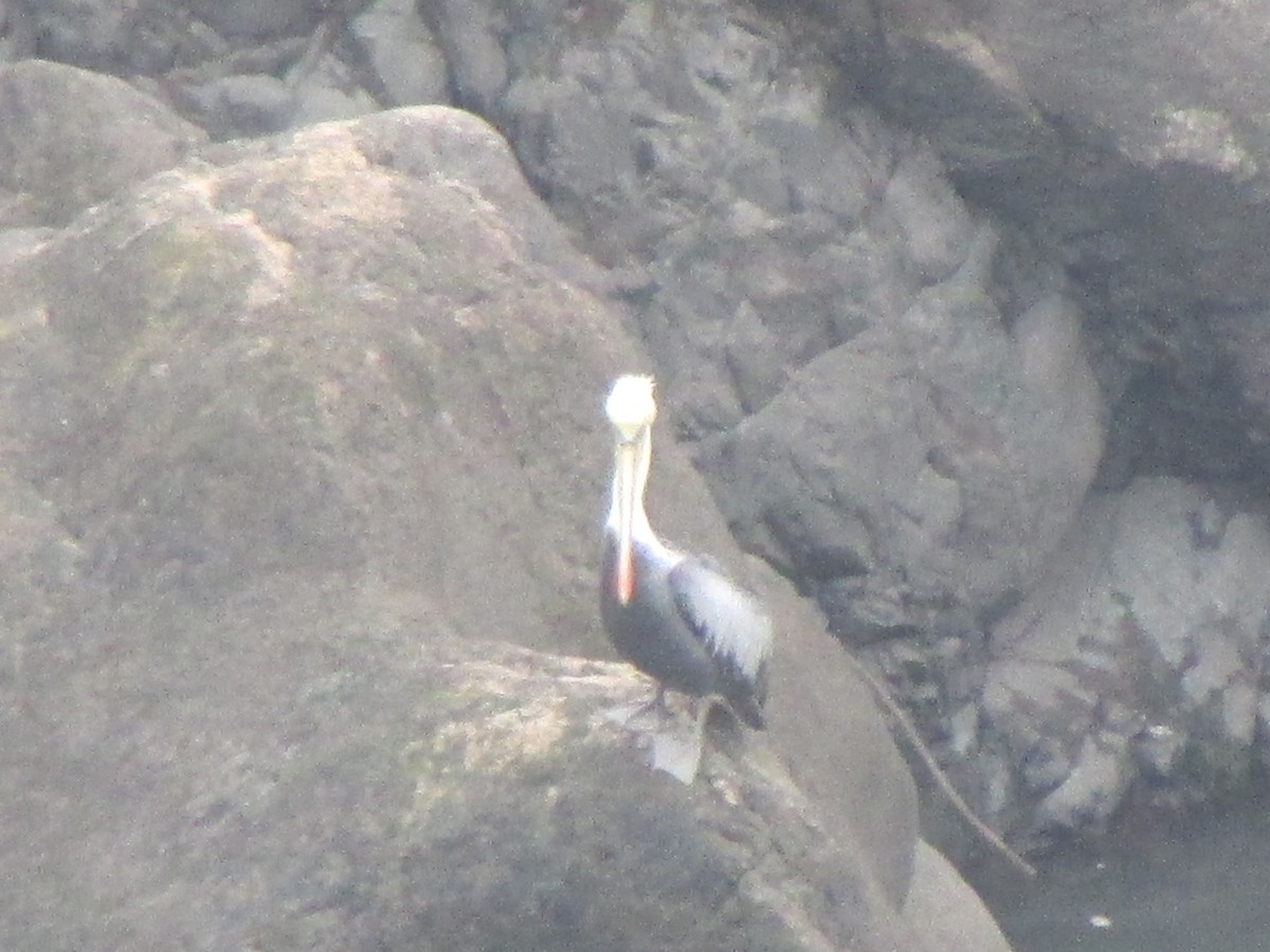 Peruvian Pelican - Nelson  Contardo