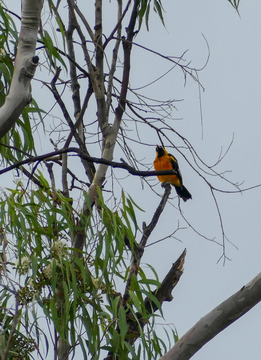 Spot-breasted Oriole - Gilberto Flores-Walter (Feathers Birding)