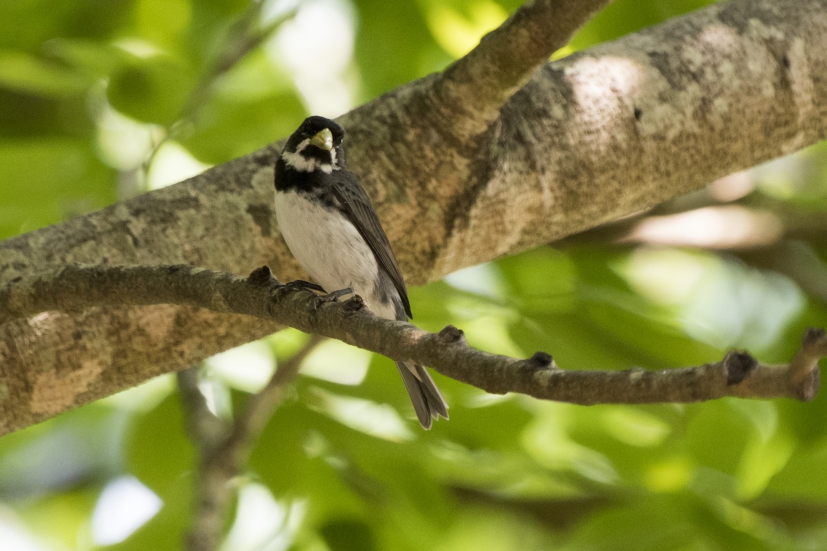 Double-collared Seedeater - ML178385141