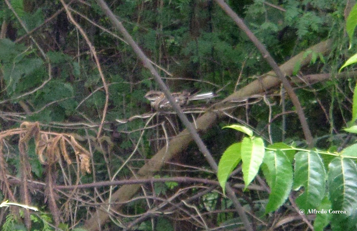 White-tailed Nightjar - Alfredo Correa