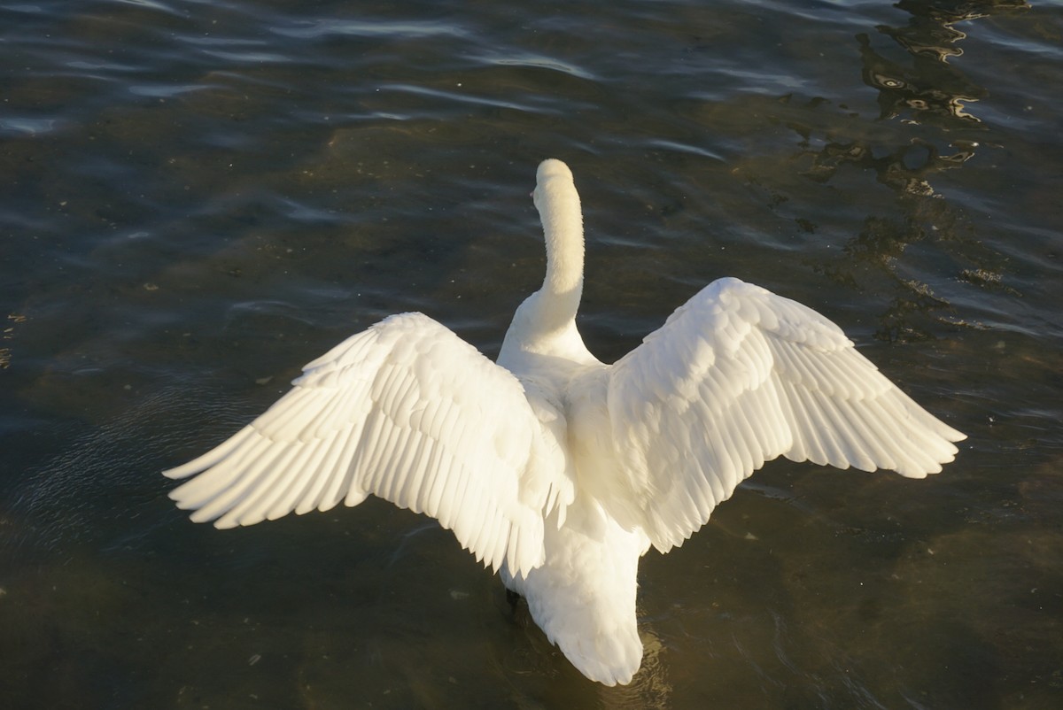 Mute Swan - Scott  Yale