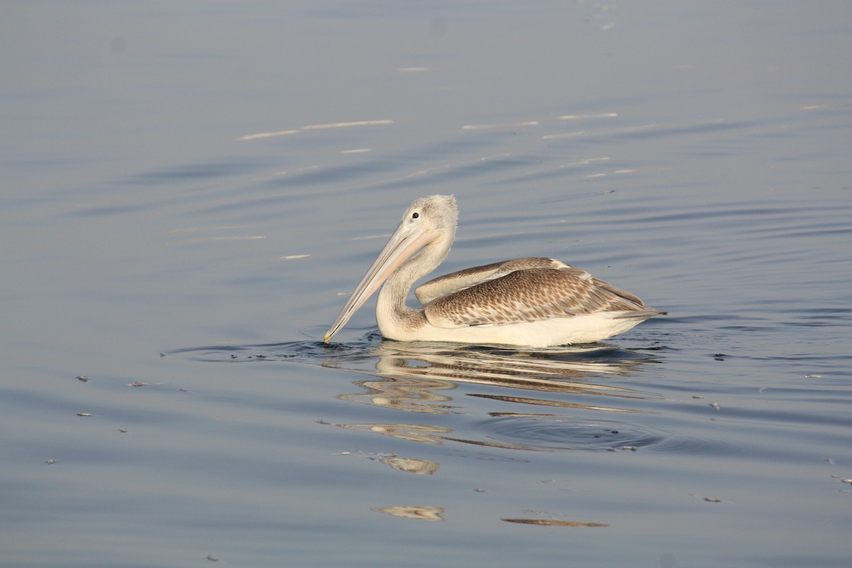 Pink-backed Pelican - ML178399511