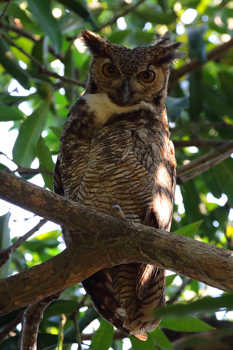 Great Horned Owl - ML178400881