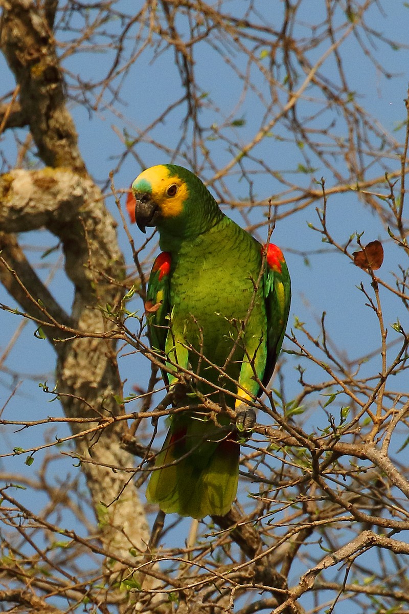 Turquoise-fronted Parrot - ML178402431