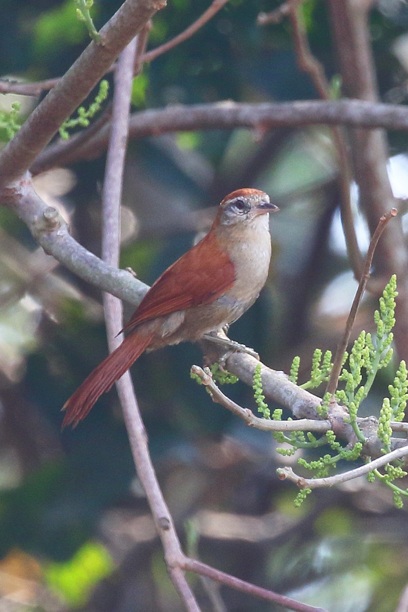 Rusty-backed Spinetail - ML178407691