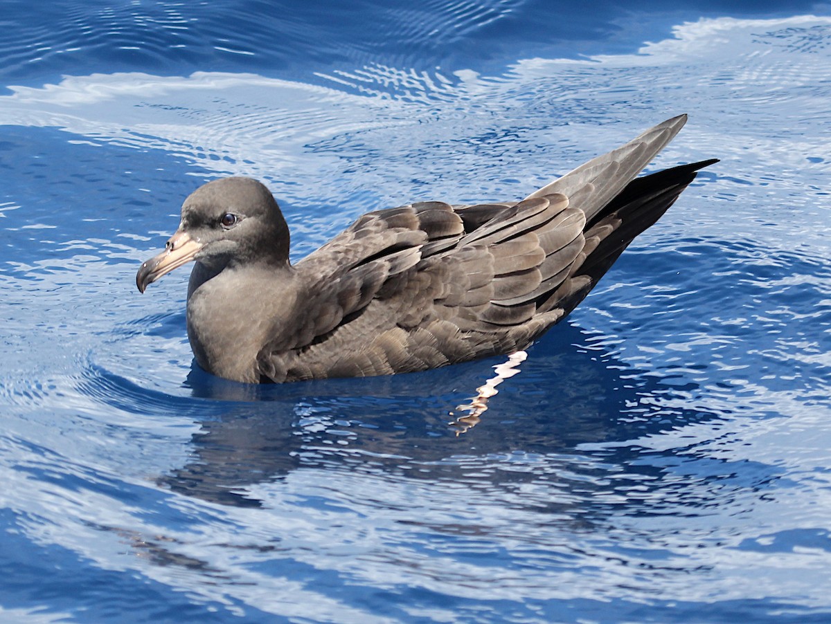 Flesh-footed Shearwater - ML178408491