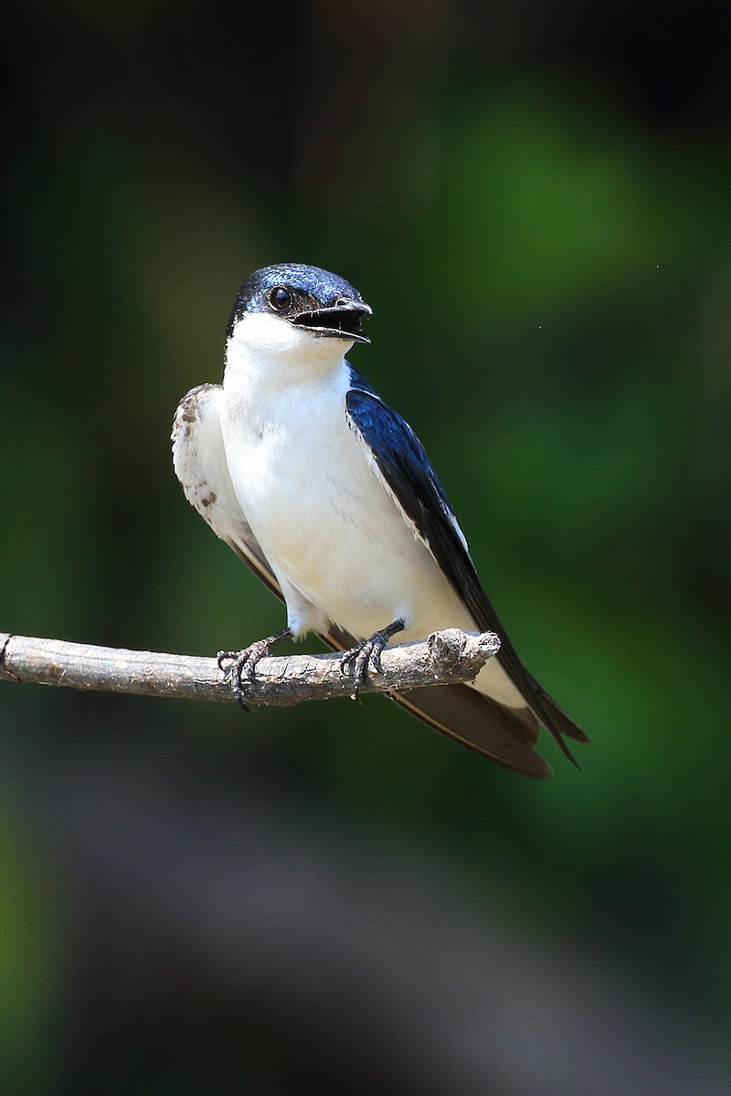 White-winged Swallow - ML178410181