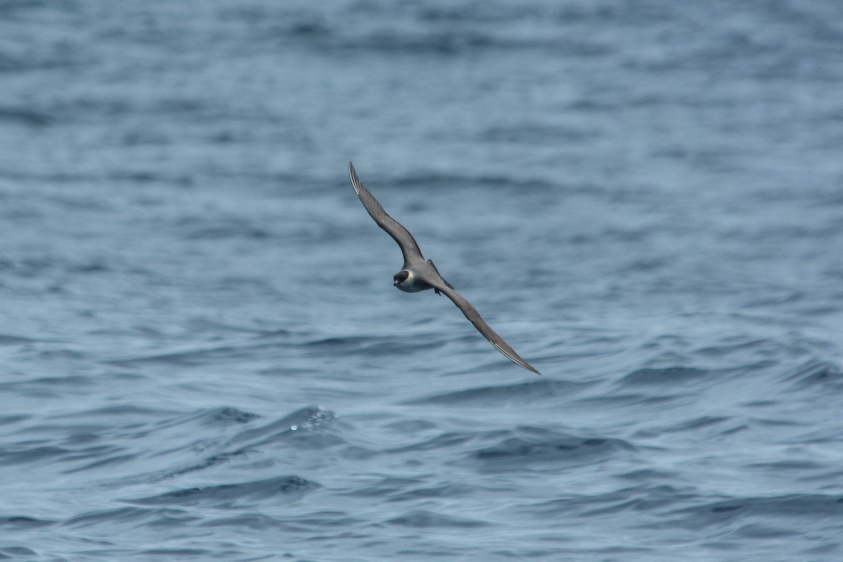Long-tailed Jaeger - ML178419161